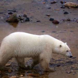 Polar bear seen from a Tundra Buggy at the CNSC (Martin Zeilig)