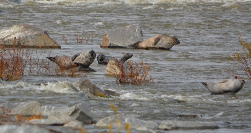 Several seals flop on rocks that protrude out of choppy water