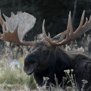 Bull moose in Riding Mountain National Park (Dr. Vince Crichton)