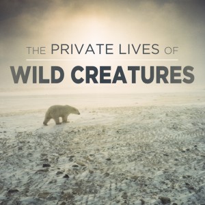 The Private Lives of Wild Creatures