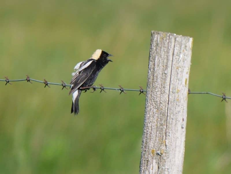 800Bobolink Male 7N SE Of Deloraine MB June 17 2021 P1033684