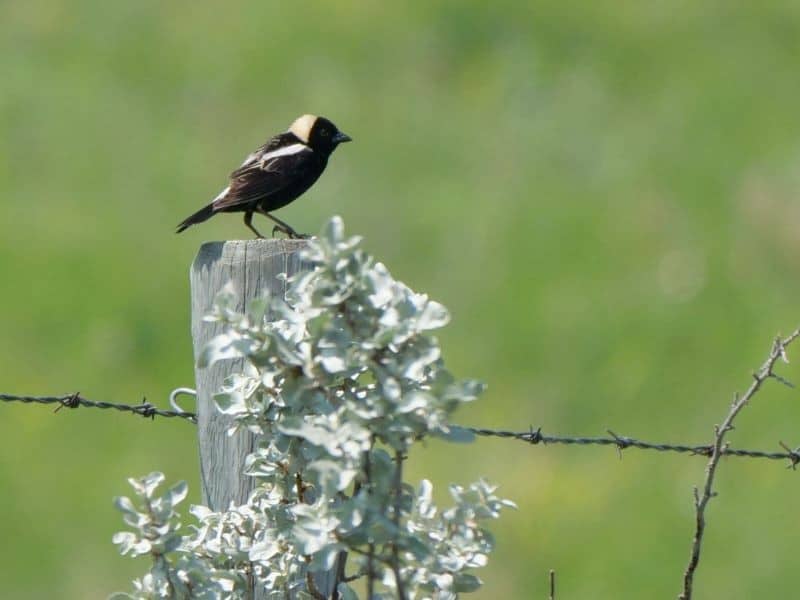 800Bobolink Male 7N SE Of Deloraine MB June 16 2021 P1033591