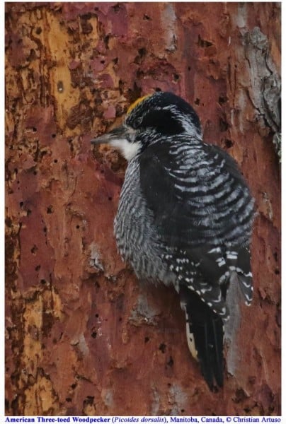 American Three Toed Woodpecker 8850 M Artuso 0