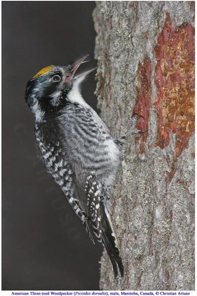 American Three Toed Woodpecker Artuso 1 0