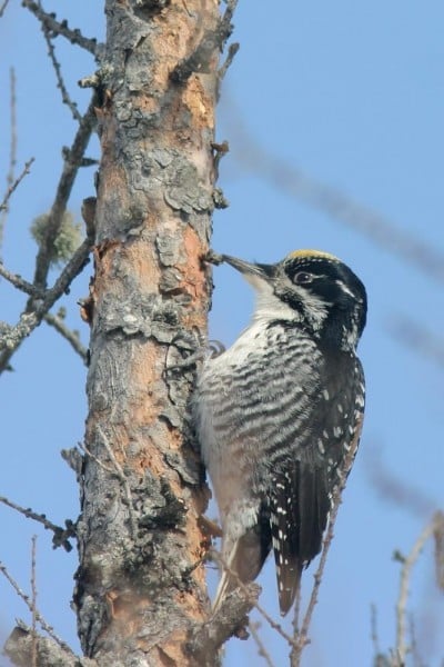 American Three Toed Woodpecker M Manitoba Canada December Artuso 2 0