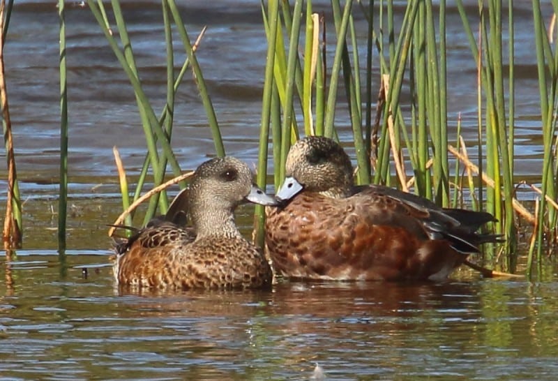 American Wigeon 0787 Pair 0