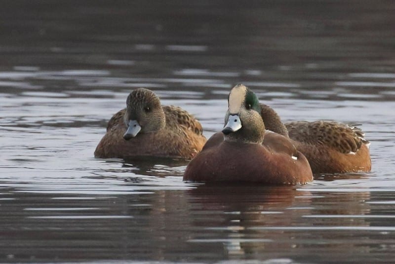 American Wigeon 4045 Pair Artuso 0