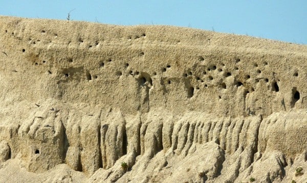 Bank Swallow Colony Nnw OfGimliMB 21may2015 0483 Crop Peter Taylor For Bird Of Month 0