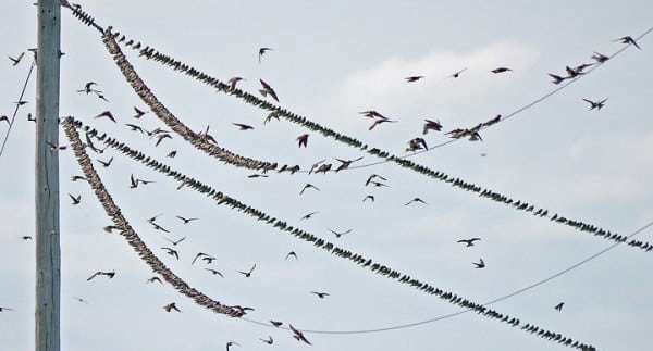 Bank Swallows WhitewaterLakeMB 10aug2016 0567 Crop Peter Taylor For Bird Of Month 0