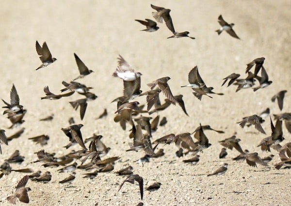 Bank Swallows WhitewaterLakeMB 10aug2016 0578 Crop2 Peter Taylor For Bird Of Month 0