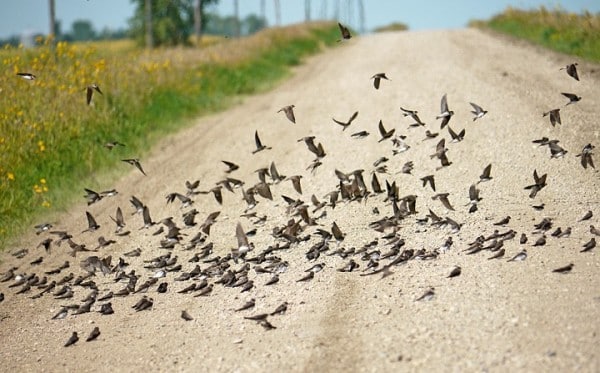 Bank Swallows WhitewaterLakeMB 10aug2016 0580 Crop Peter Taylor For Bird Of Month 0
