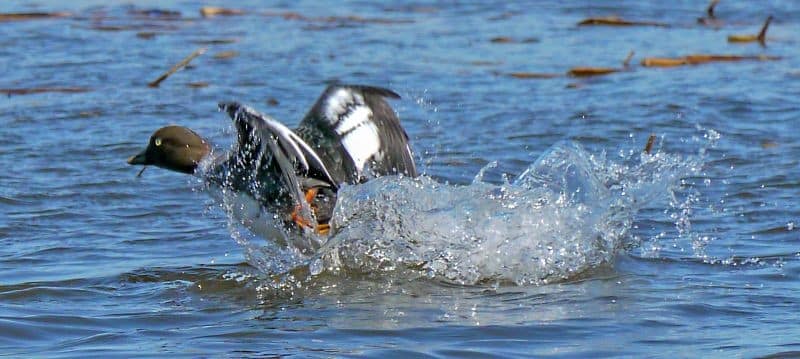 Bird Of Month Photo Common Goldeneye COGO3 800