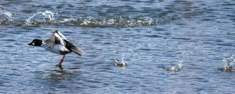 Bird Of Month Photo Common Goldeneye COGO4 800