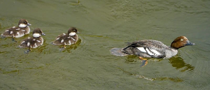 Bird Of Month Photo Common Goldeneye COGO5 800