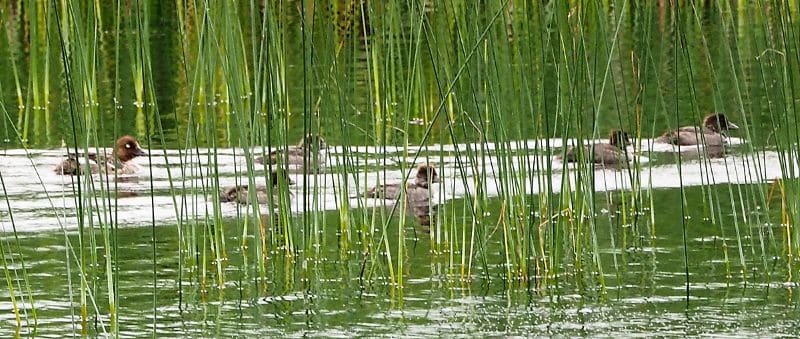 Bird Of Month Photo Common Goldeneye COGO6 800