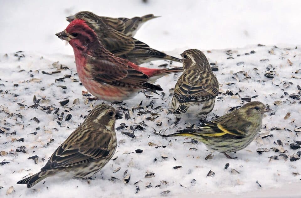 Bird Of Month Photo PUFI2 960x632