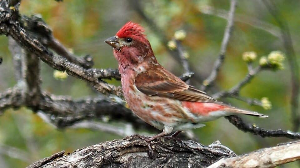 Bird Of Month Photo PUFI3 960x540