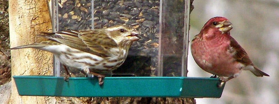 Bird Of Month Photo PUFI4 960x359