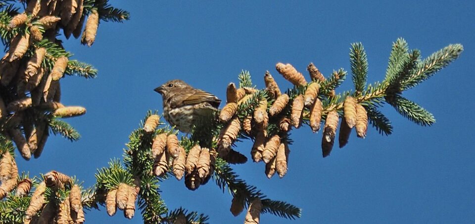 Bird Of Month Photo PUFI5 960x454