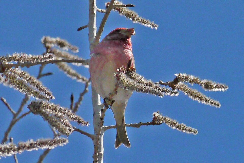 Bird Of Month Photo PUFI6 960x643
