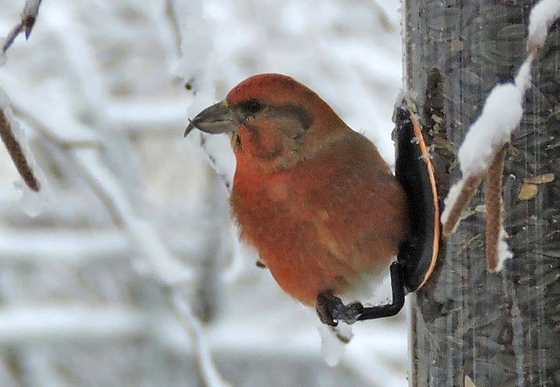 Bird Of Month Photo RECR2 By Linda Huisman