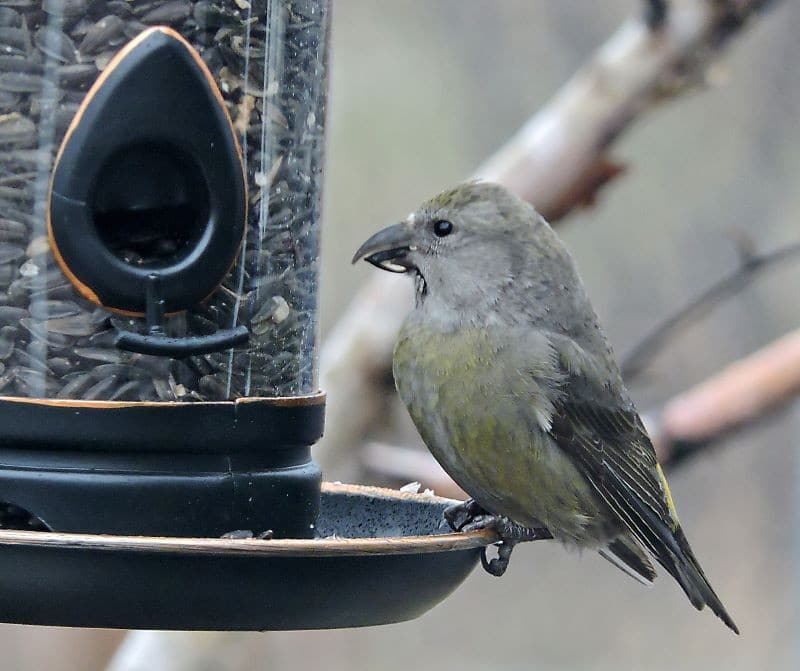 Bird Of Month Photo RECR3 By Linda Huisman