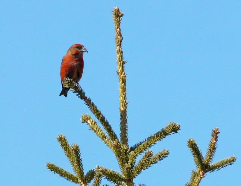 Bird Of Month Photo RECR4 By Peter Taylor