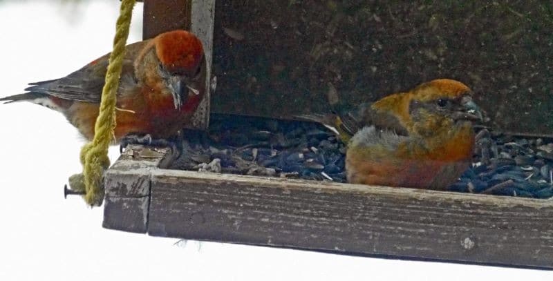 Bird Of Month Photo RECR5 By Leon Clegg