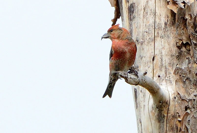 Bird Of Month Photo RECR6 By Garry Budyk