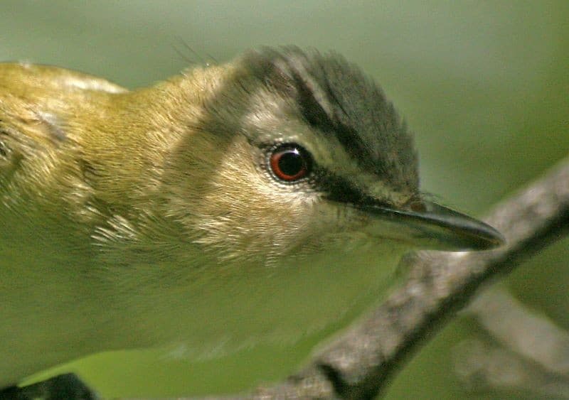 Bird Of Month Photo REVI2 0