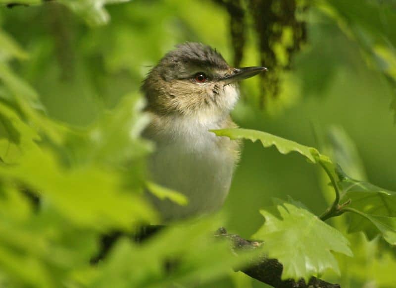 Bird Of Month Photo REVI3 0