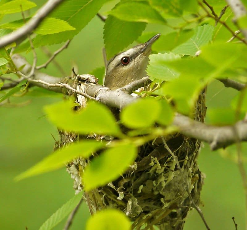 Bird Of Month Photo REVI4 0