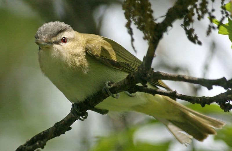 Bird Of Month Photo REVI5 0