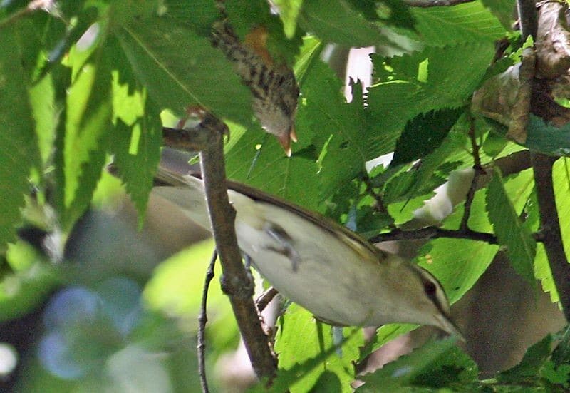 Bird Of Month Photo REVI6 0