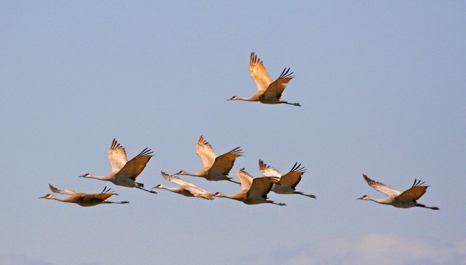 Bird Of Month Photo SACR2 960x546