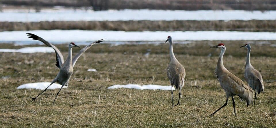 Bird Of Month Photo SACR3 960x447