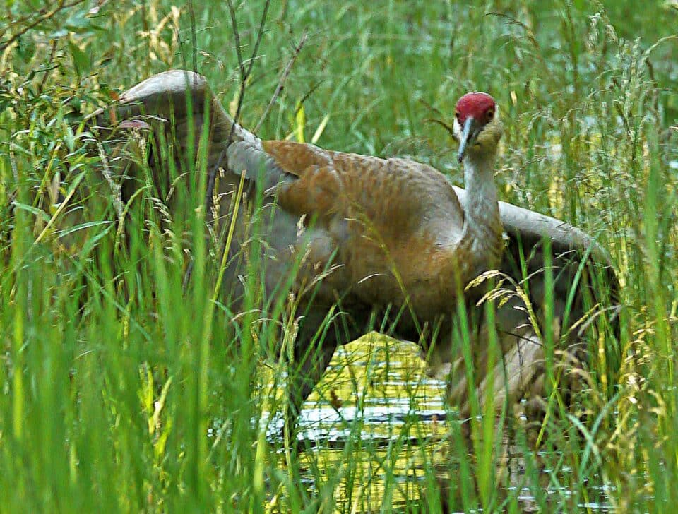 Bird Of Month Photo SACR4 960x728