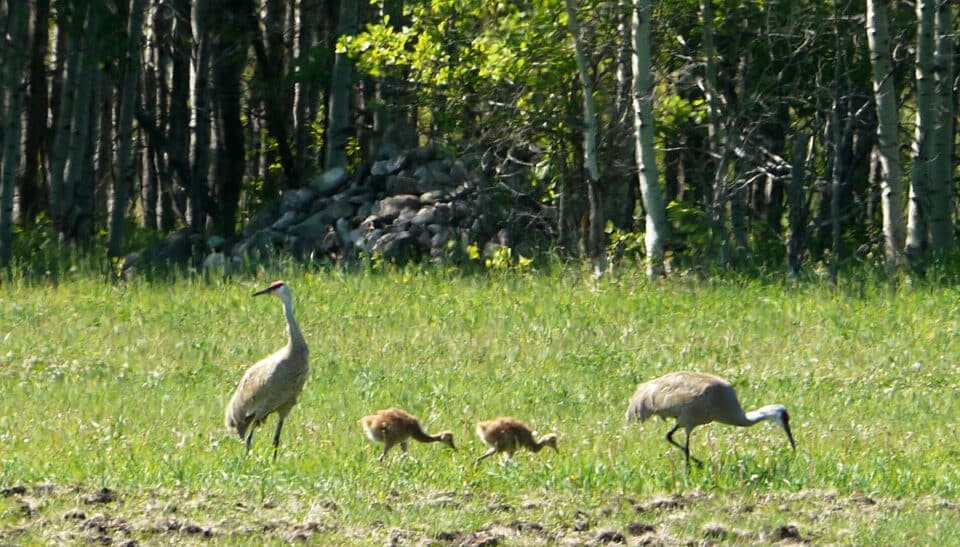 Bird Of Month Photo SACR5 960x547