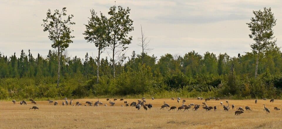 Bird Of Month Photo SACR6 960x439