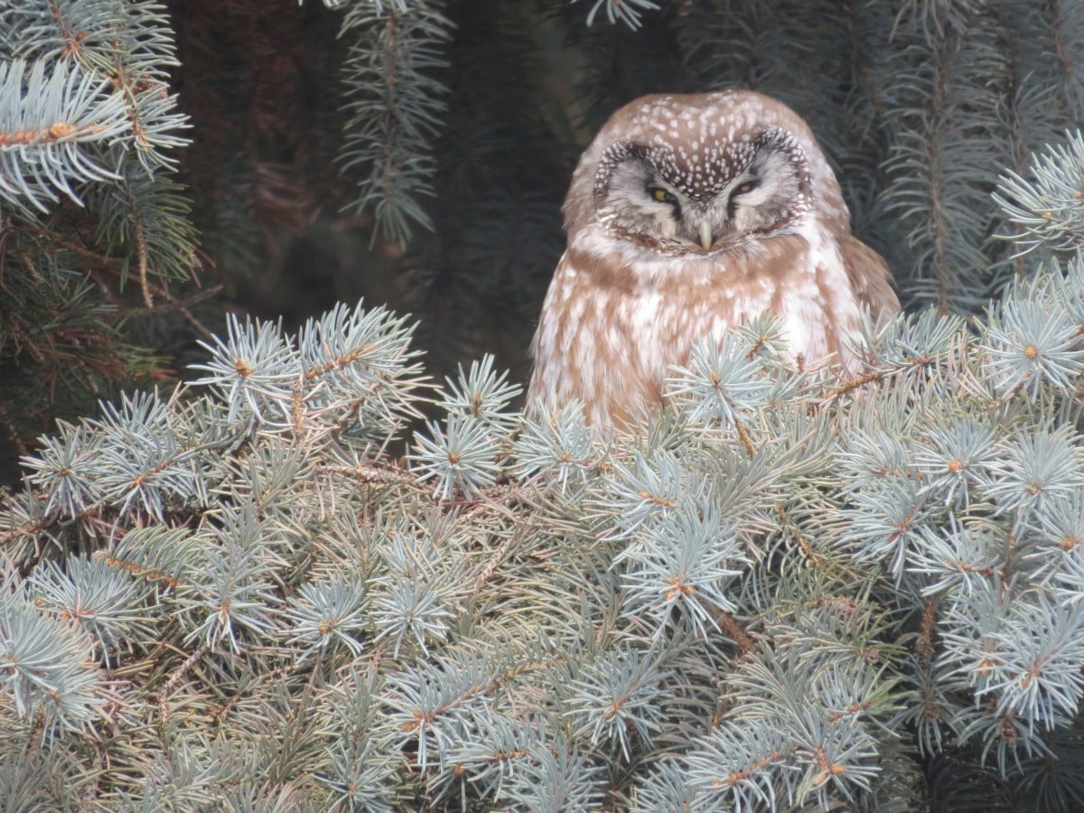 Birds BOOW 2 Bunns Creek Rudolf K