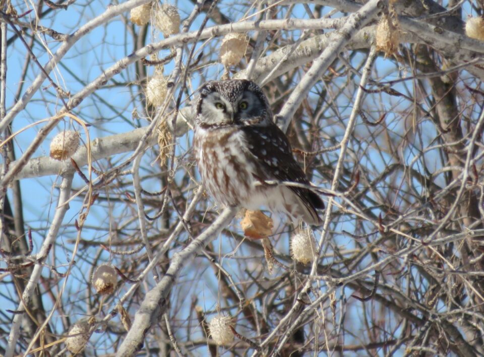 Birds Boreal Owl 9 Mar.18 Crop Powerview 3 Rudolf K 960x708