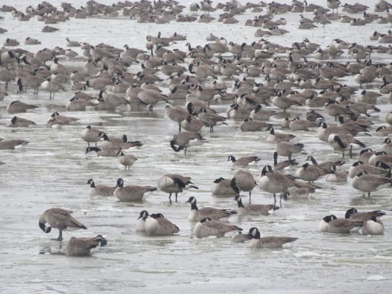 Birds CAGO And CACG 2 Portage La Prairie Rudolf K 25 Oct.20 800