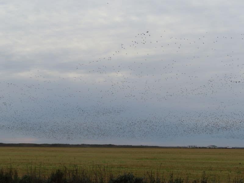 Birds MALL 1 1 Oct. 2024 Rudolf K 800OHM 0