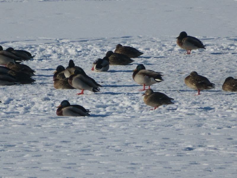 Birds MALL Red River At S. Perimeter Rudolf K 800 4 Jan.21