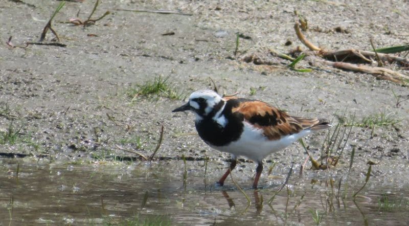 Birds RUTU 1 Delta 28 May19 Rudolf K2 800