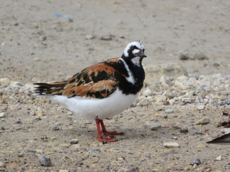 Birds Ruddy Turnstone 6 Churchill 7 Jun18 Rudolfk 800