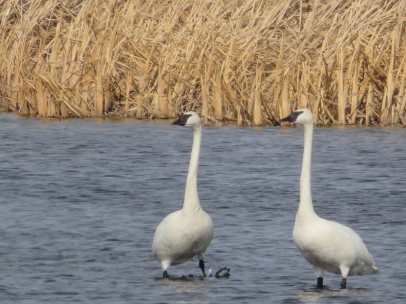 Birds TRUS 2 Kaleida Marshes 20 Mar.21800