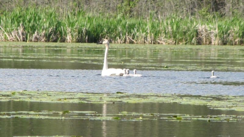 Birds TRUS 25 June 2014800