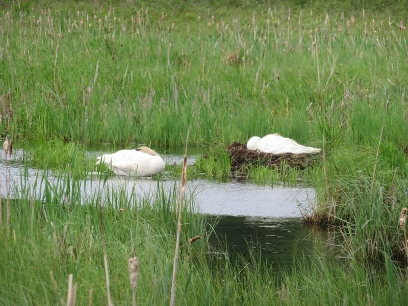 Birds TRUS NW Ontario 16 June 2022800