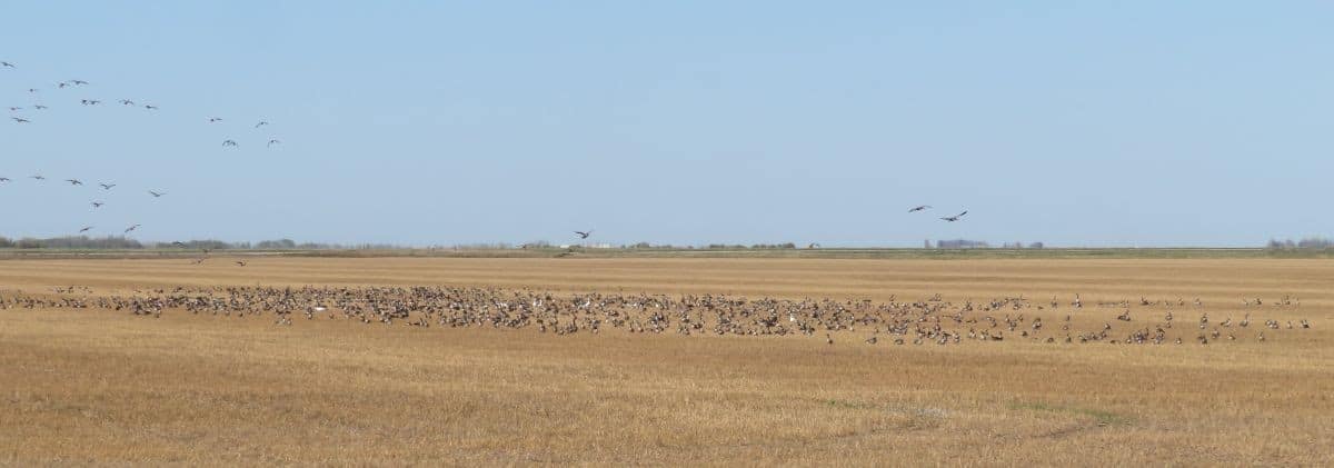 Birds Geese 3 Rudolf K OHM 27 Sep.21 1200